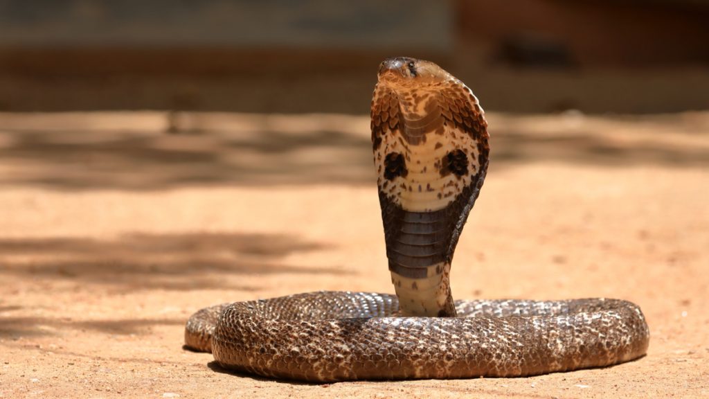 cobra serpent