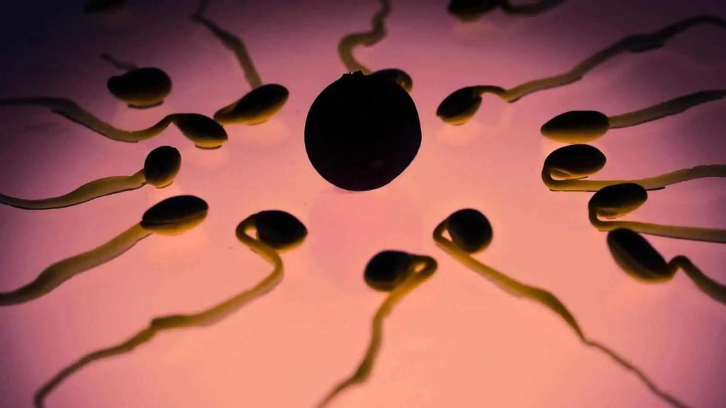 spermatozoïdes