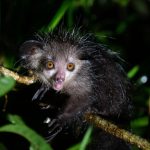 primate-aye-aye