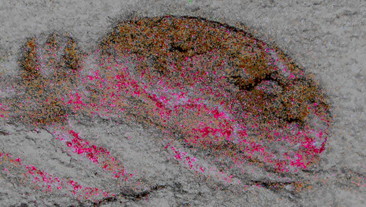 Tête fossilisée Cardiodictyon catenulum
