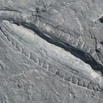 fossile-ediacarien