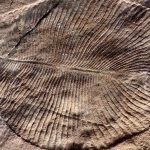 fossile-ediacarien