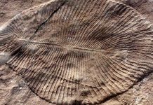 fossile-ediacarien