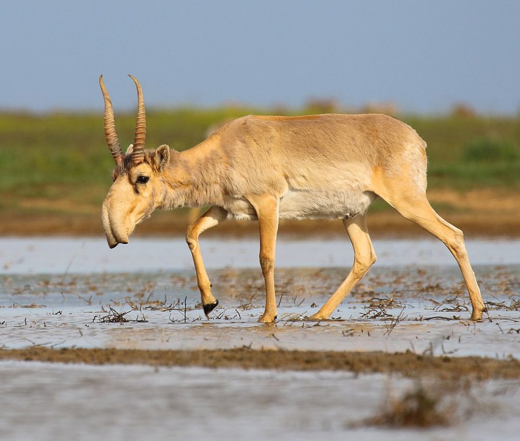 antilope Saïga