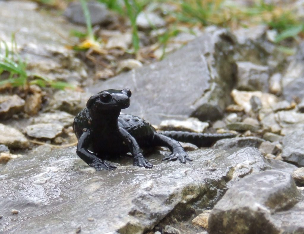 salamandre noire