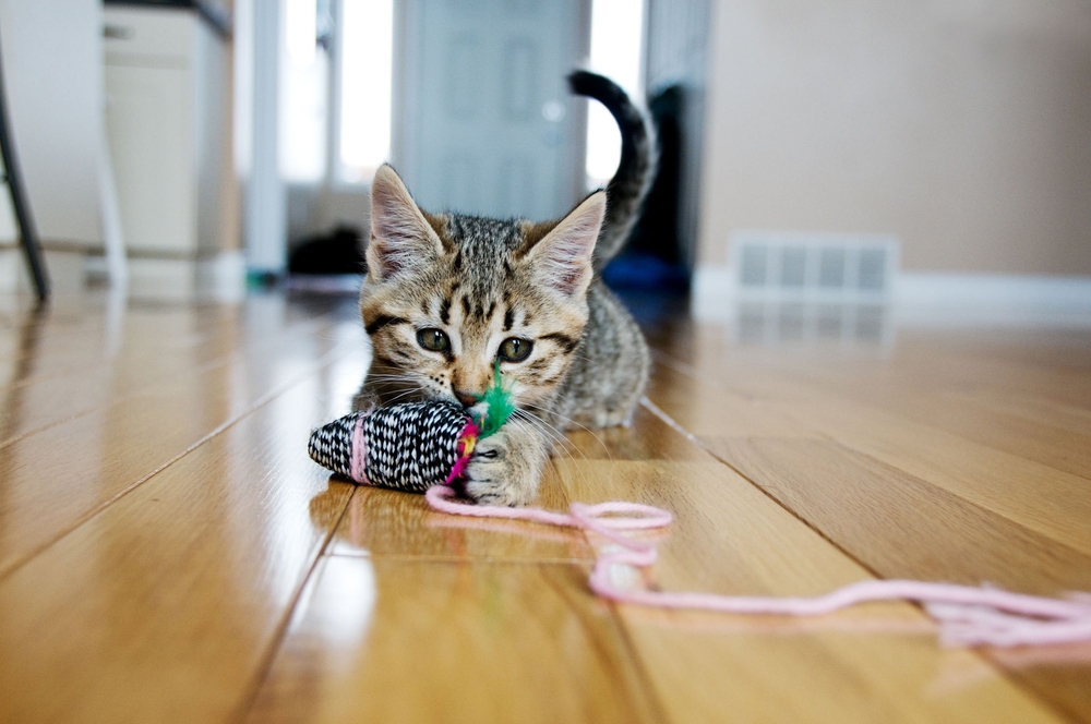 chat jouet