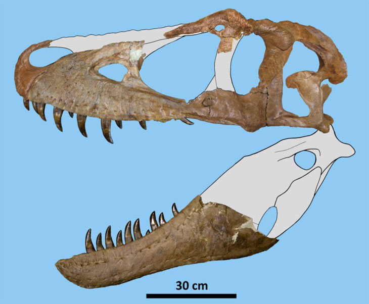 Daspletosaurus wilsoni