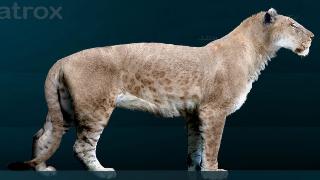 Rare American Lion Fossil Discovered After Mississippi River Dried Up