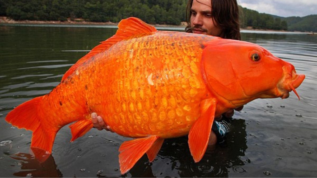Il pêche l'un des plus gros poissons rouges dans un lac (vidéo