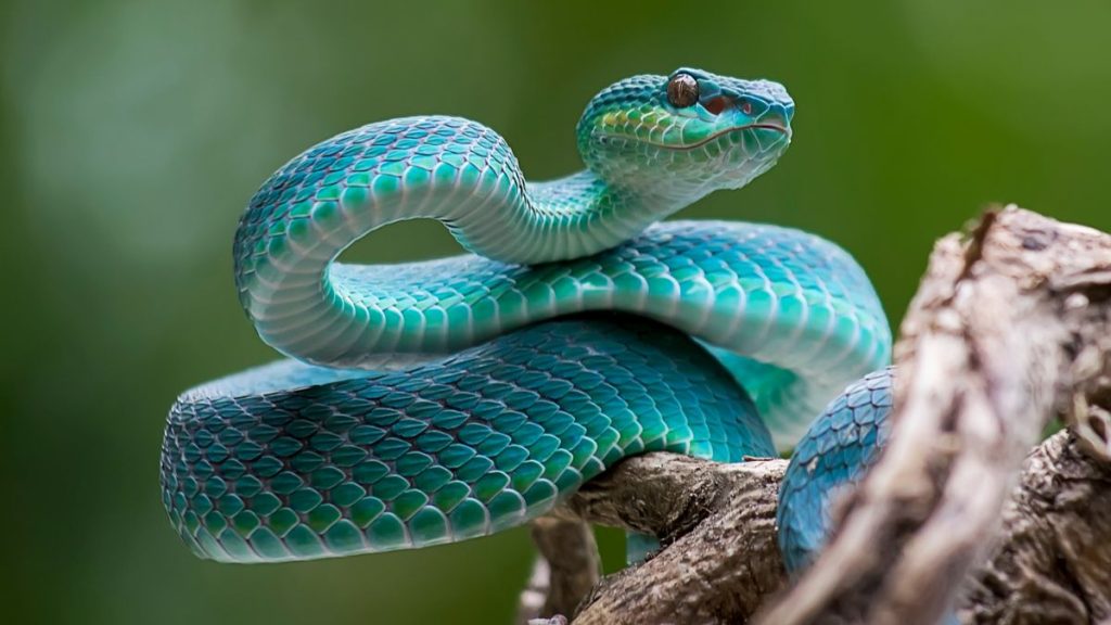 serpent-clitoris