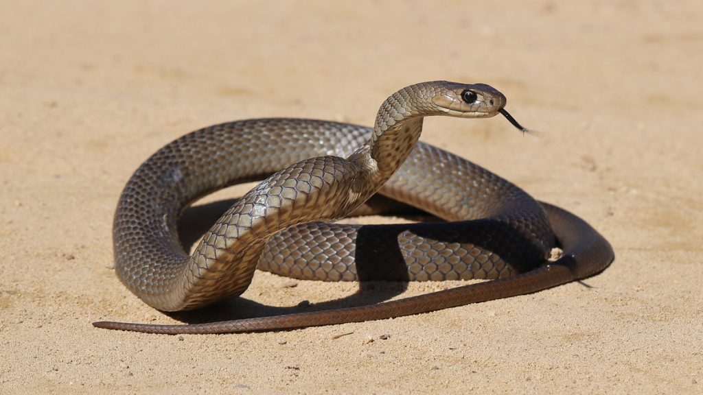 serpent australie