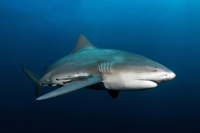 Sorte De Requin Les différents types de requins et leurs caractéristiques