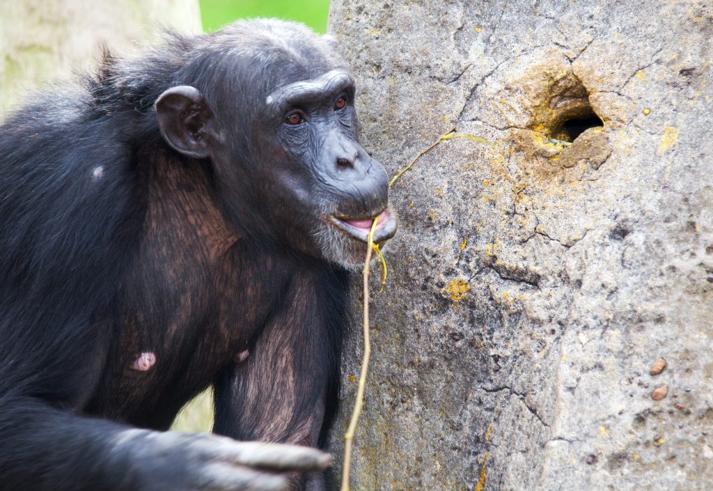 animaux singe chimpanzé fabrication outils