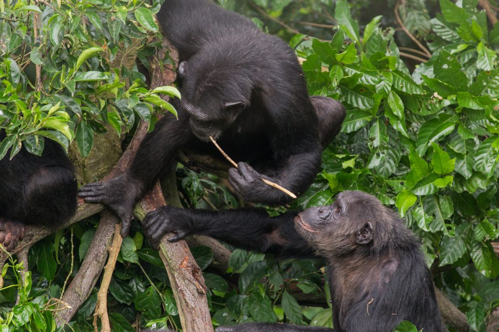 singe chimpanzé outil