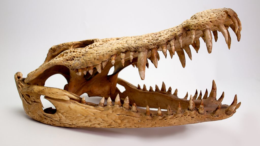 crânes crocodiles