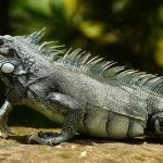 iguane