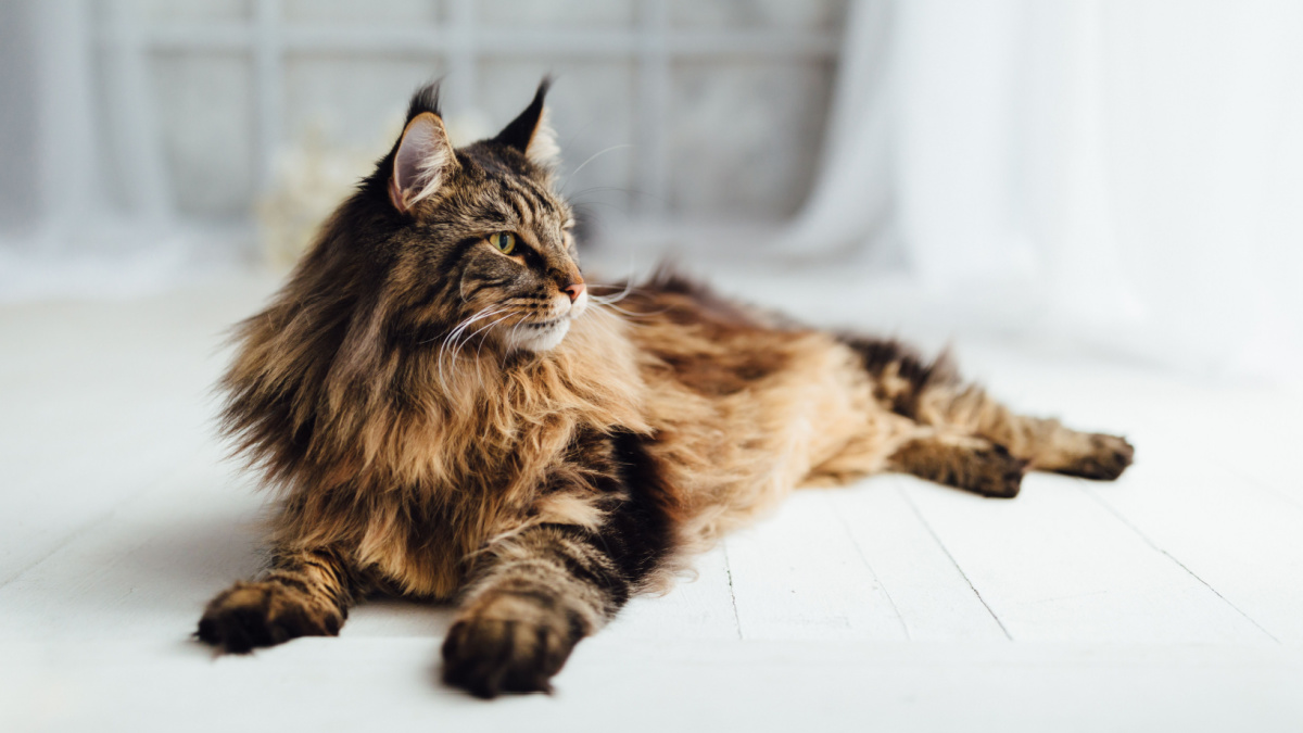 maine-coon