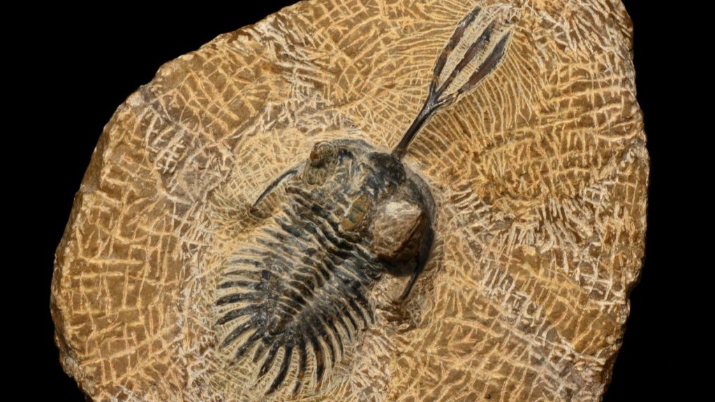 trilobite-fossile