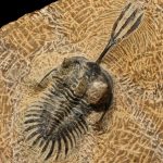 trilobite-fossile