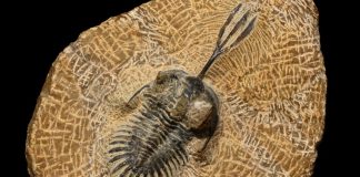 trilobite-fossile