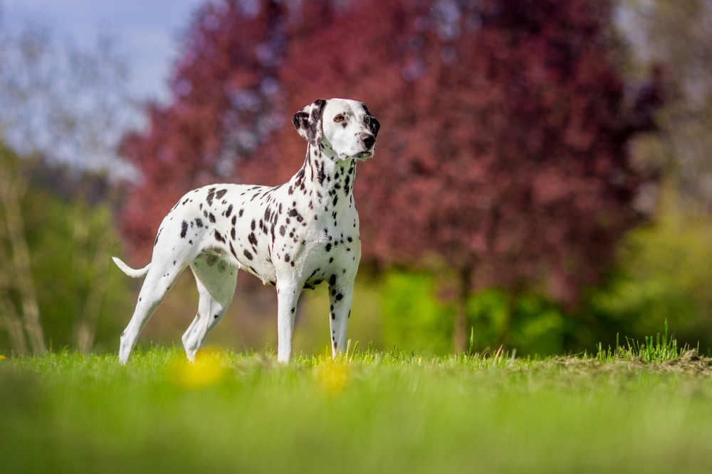 dalmatien