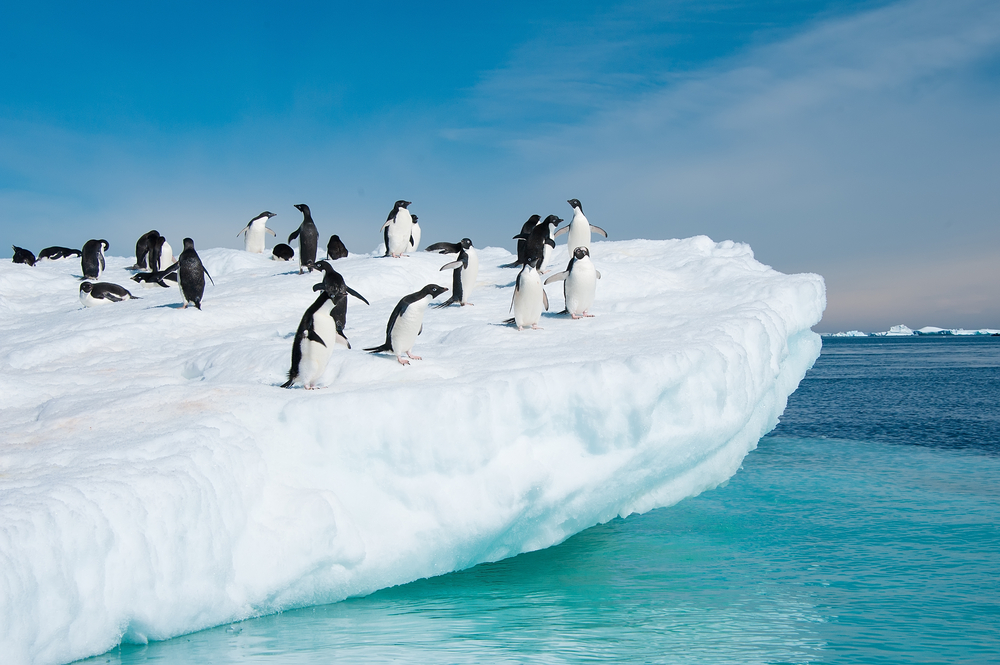 Antarctique