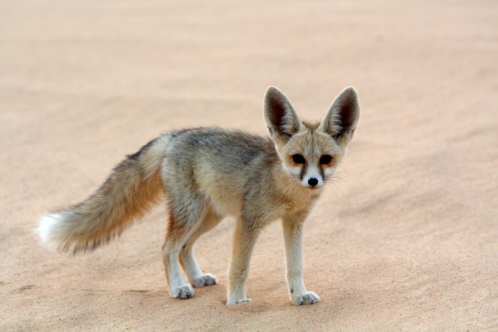 fennec