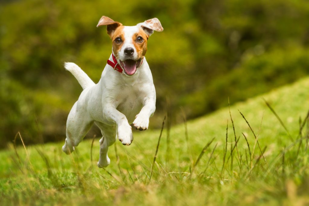 jack russel terrier