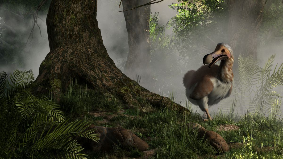 La R surrection Du Dodo Fait Un Pas De Plus Vers La R alit 