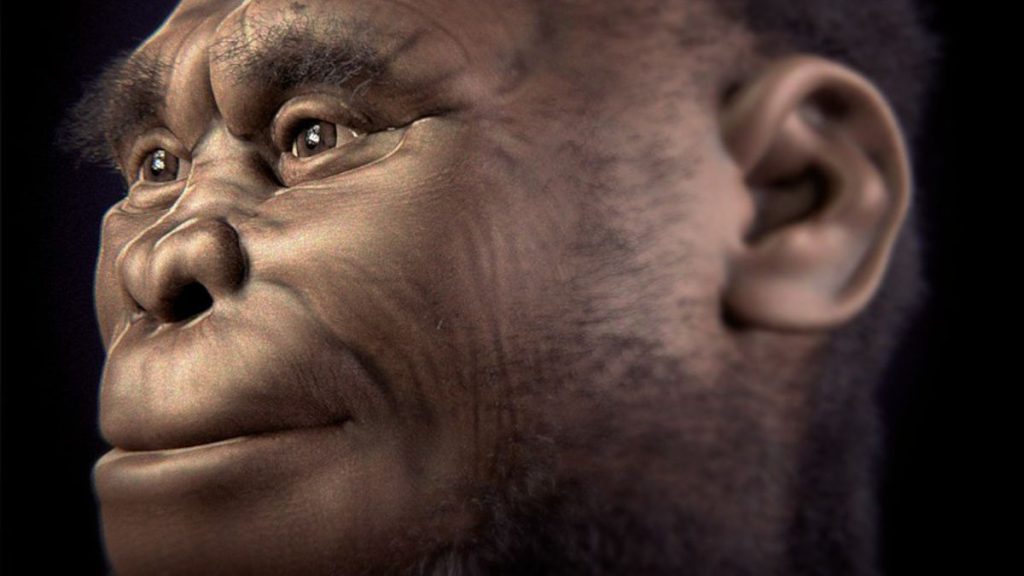 Reconstitution d’Homo floresiensis