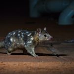 marsupial-australie-quoll