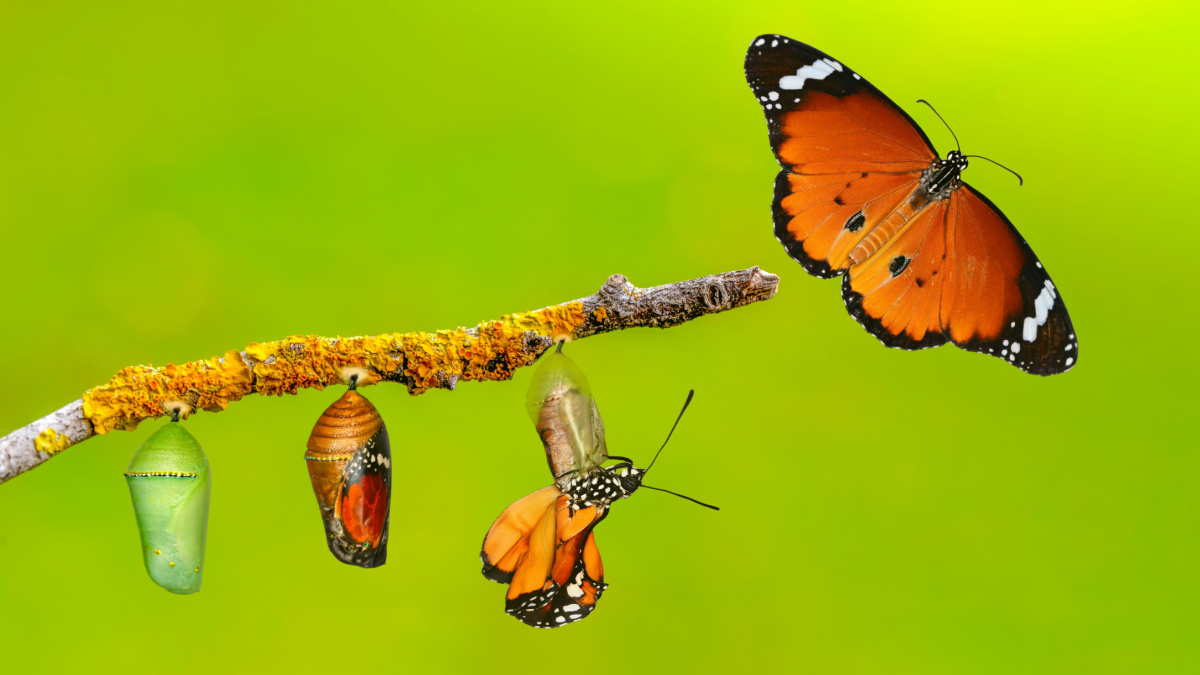 Comment Une Chenille Se Transforme t elle En Papillon
