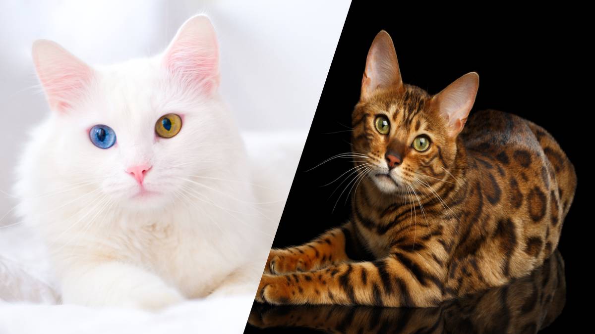 Les Chats Les Plus Beau Beaux Chats Photos ICFW Les Chats Les Plus Beau Beaux Chats Photos ICFW
