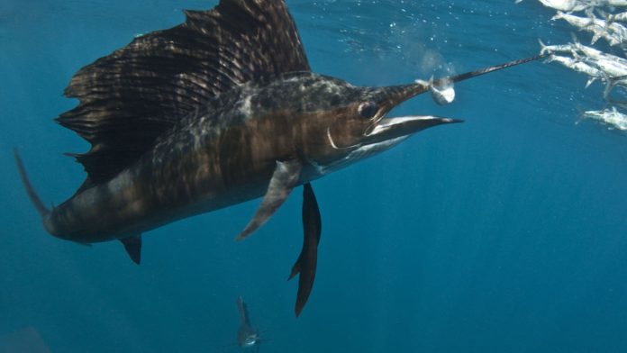 Admirez le poisson le plus rapide du monde chasser ses proies