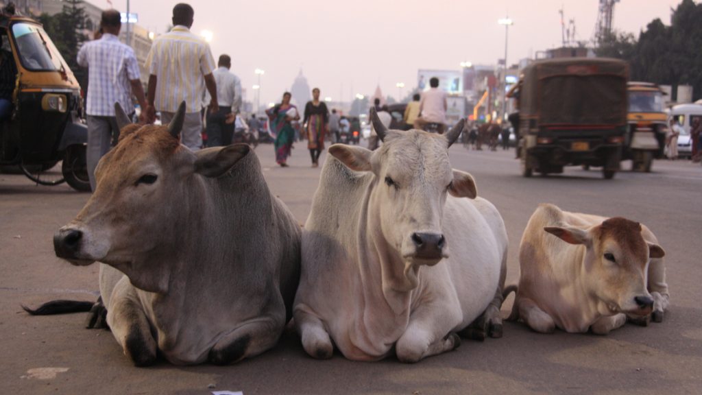vaches Inde
