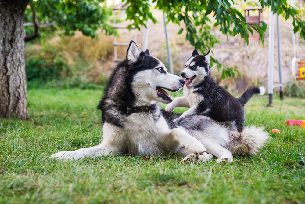 husky