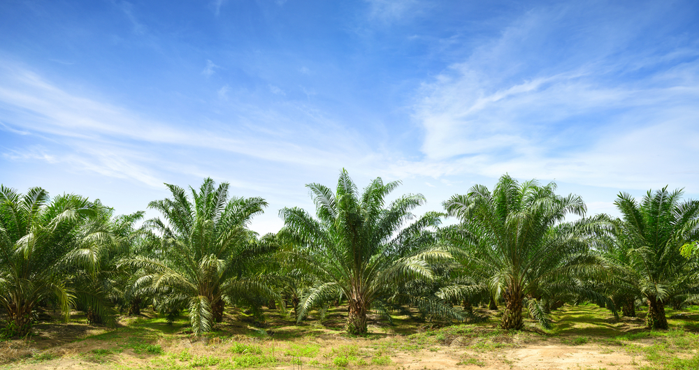 palmier à l’huile