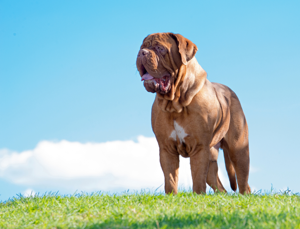 dogue de Bordeaux