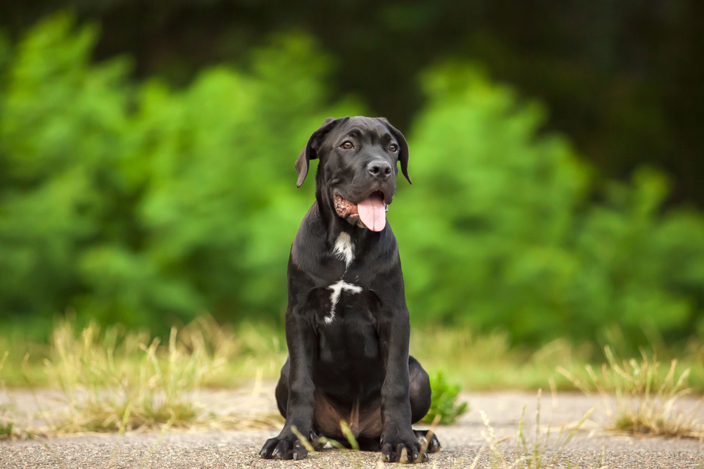 Cane Corso