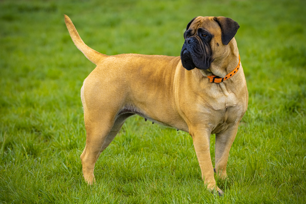 Bullmastiff