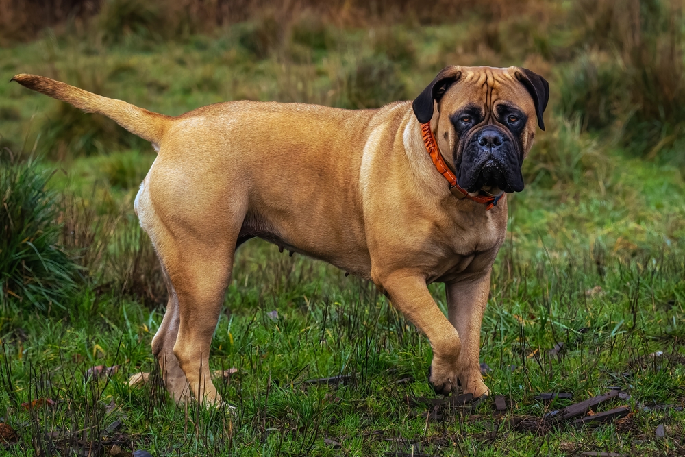 bullmastiff