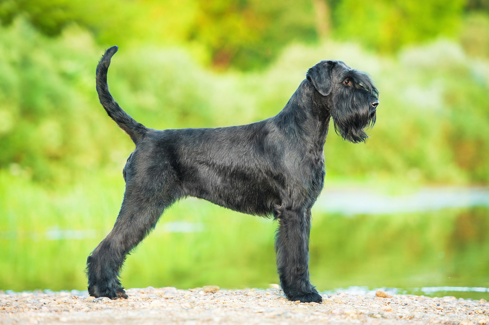 Schnauzer Géant