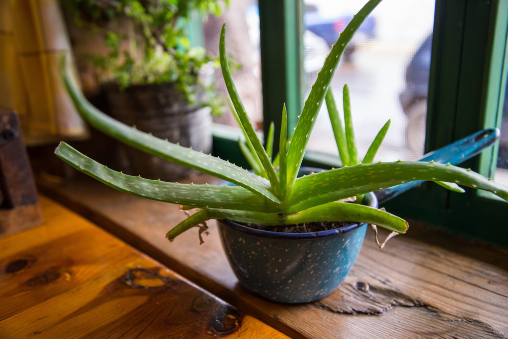 plante d'intérieur