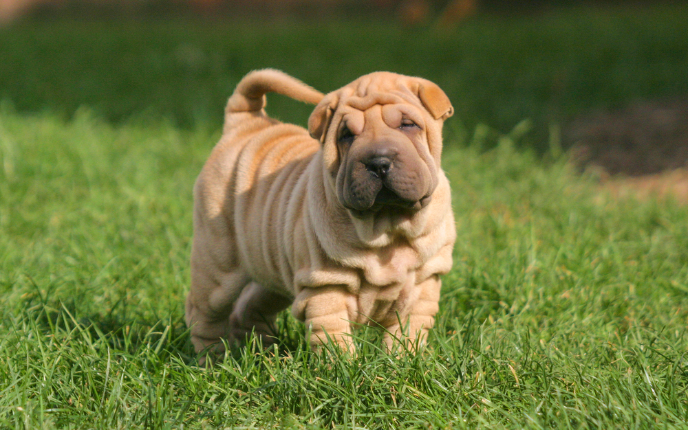 shar-pei