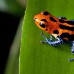 grenouille-amphibien