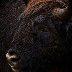 bison