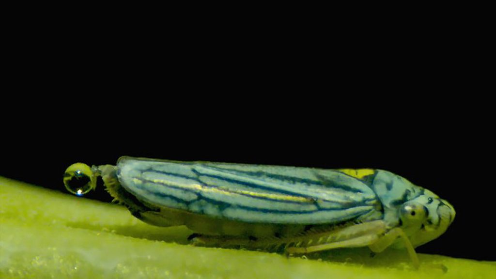 cicadelle pisseuse