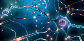 neurone-cerveau