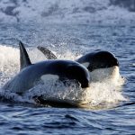 Deux orques