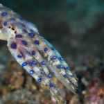 pieuvre-bleue